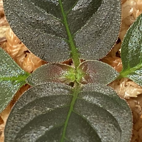 Ophiorrhiza sp. from Papua Barat[LA0319-01]