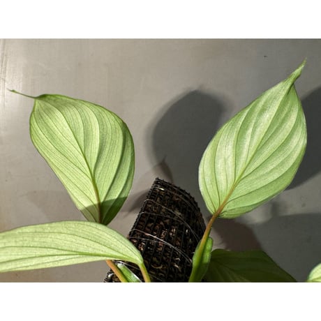 Philodendron sp. from Iquitos Peru [tanakay]