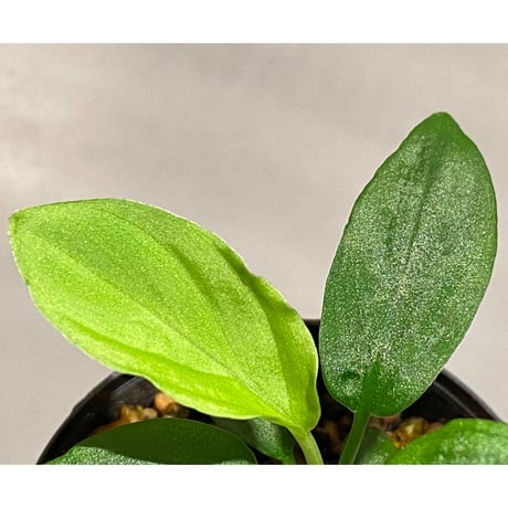 Homalomena sp. from Gunung Chamah [TK260316]
