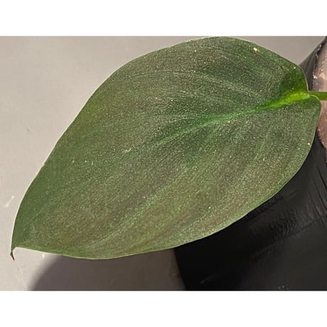 Homalomena sp. from Sekadau [LA0412-00-wf1]