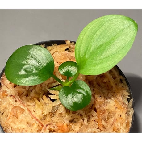 Homalomena sp. "Kayu Lapis" White Kal-barat [TB]