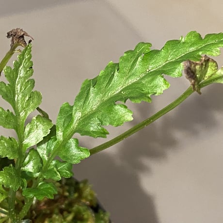 Bolbitis sp. from Siberut [LA]