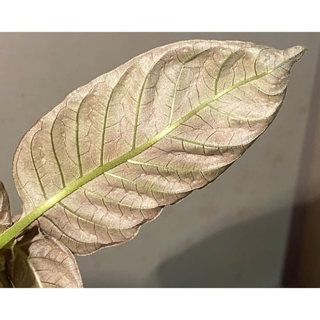 Ophiorriza sp. "鋼" from Aceh Selatan [HW0816-03]