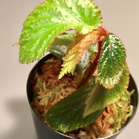 Begonia sp. from Tasik Kenyir [KZT 080118-3]