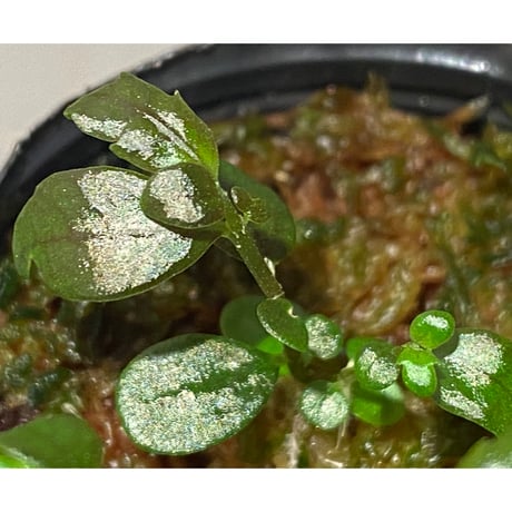 Pilea imparifolia from Iquitos Peru [tanakay]