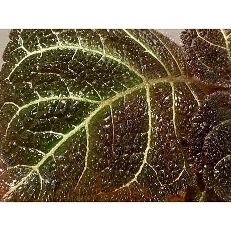 Pearcea hypocyrtiflora from Rio Napo Ecuador [tanakay] 白葉脈