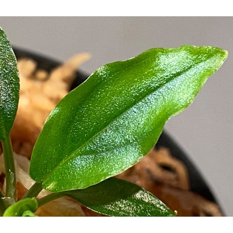 Homalomena sp. "Euclase" from Riau sumatera [LA0518-02]