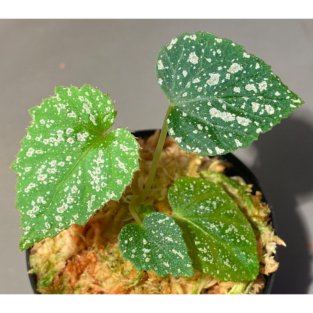 希少❣️Begonia sp. yuk ベゴニア　テムユク　卵葉　特選株 希少❣️Begonia sp. yuk ベゴニア テムユク 卵葉 特選株 B.sp”Temuyuk
