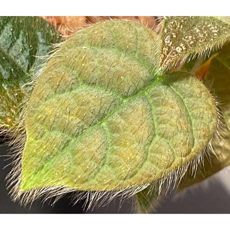 Ficus sp. from Selangor