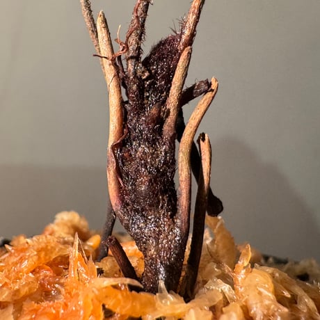 Pleurosoriopsis sp. (?) from Sulawesi
