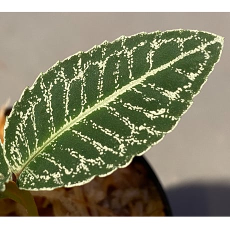 Ardisia sp. from Sumatera barat [TB]