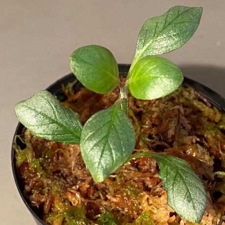 Acanthaceae gen. from Laos [LA]