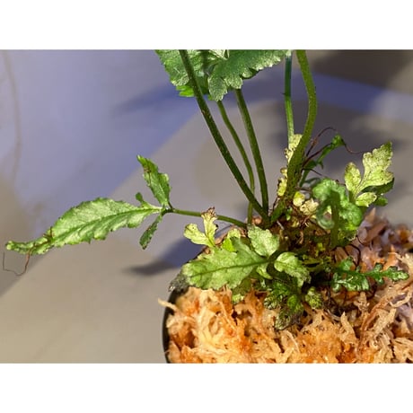 Bolbitis sp. from Siberut [LA]