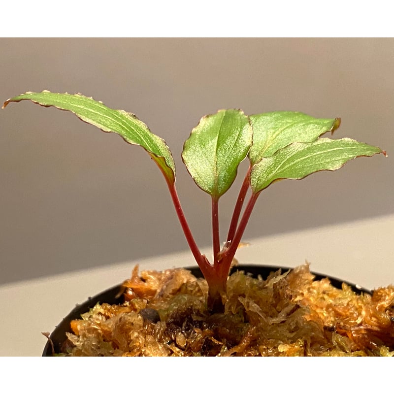 Homalomena sp. 