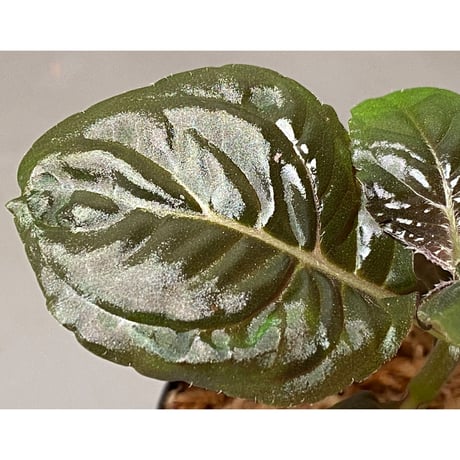 Nautilocalyx pallidus