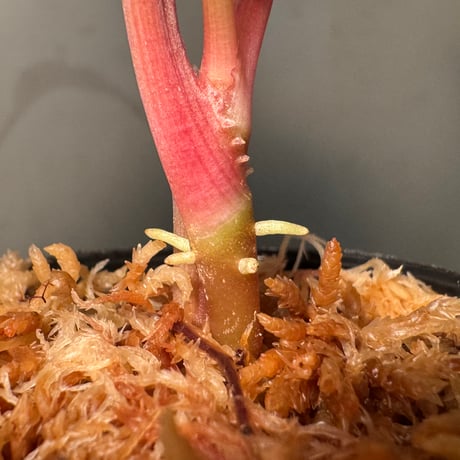 Homalomena sp. from Sumatera