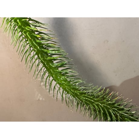 Phlegmariurus squarrosus