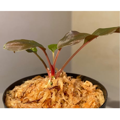 Homalomena sp. from Solok sumatera [LA0315-2]