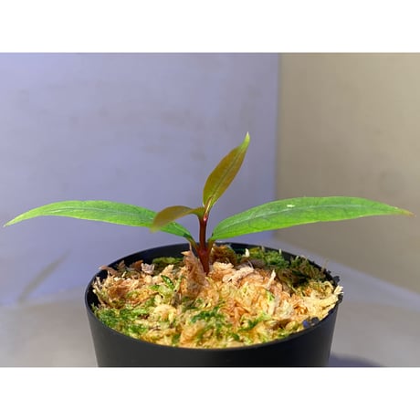 Labisia sp. from "Lebong" Bengkulu [TB]