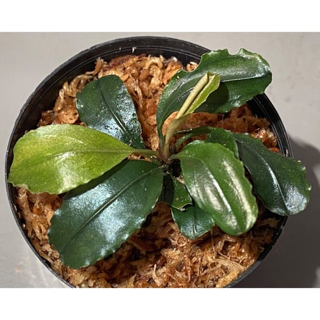 Bucephalandra sp. "Silver powder" from Sg Berauh Kota Baru [AZ0811-14]