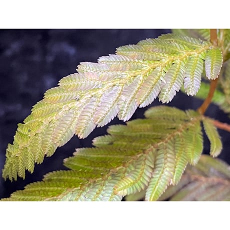 Selaginella wallichii 伊藤蟻植物農園