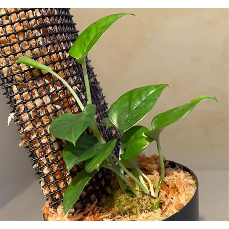 Philodendron sp. from Venezuela [tanakay]