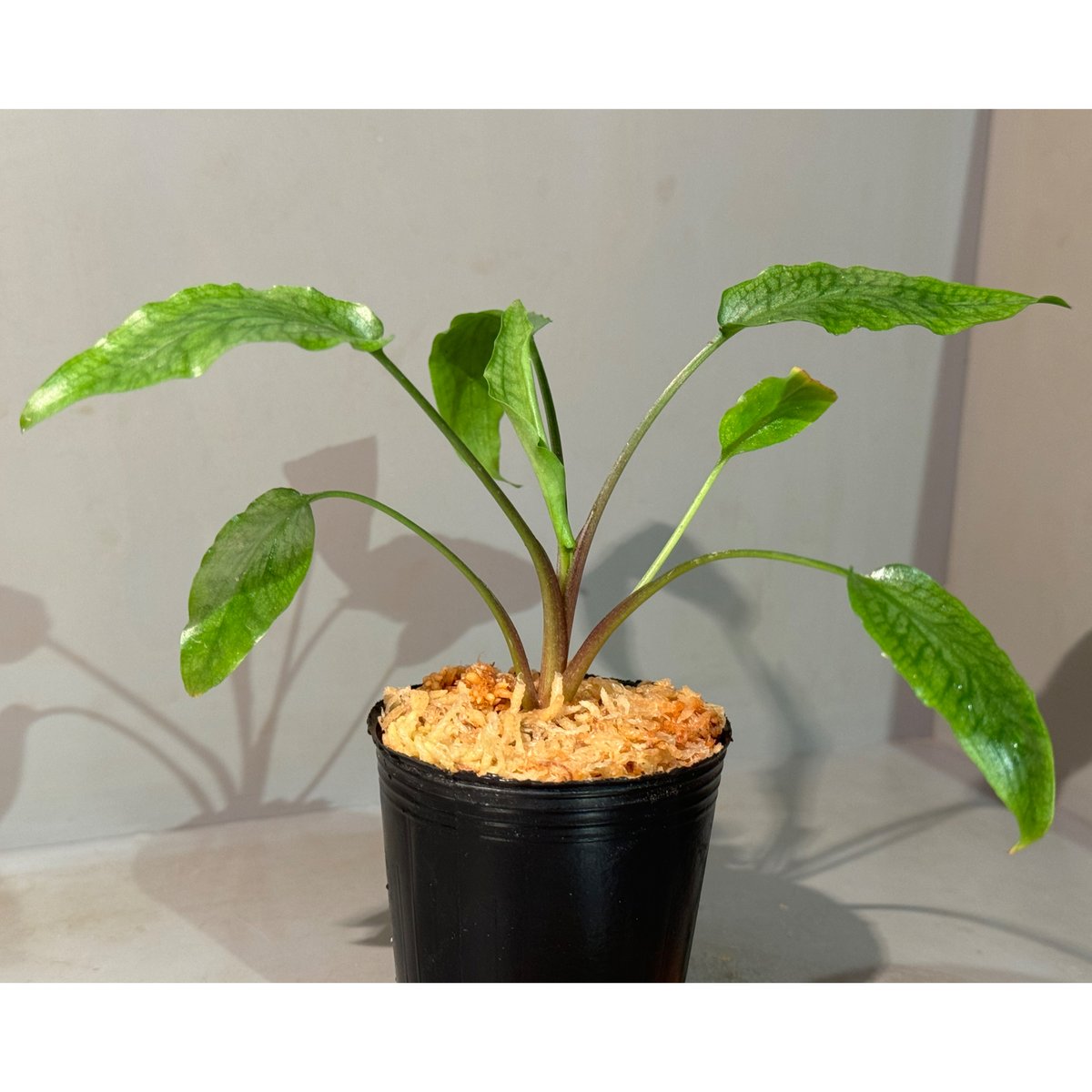 Cryptocoryne sp. philippines min-2【LA便】B LA便 Cryptocoryne sp. Min-2 Philippines - メルカリ