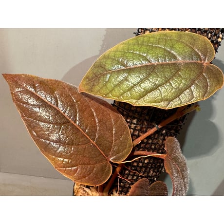 Pterisanthes sp. from Sabah [R0516-01]