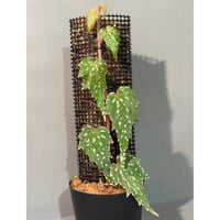 Begonia sp. from Luzon Aurora Philippines 標高500m付近　[KSB]