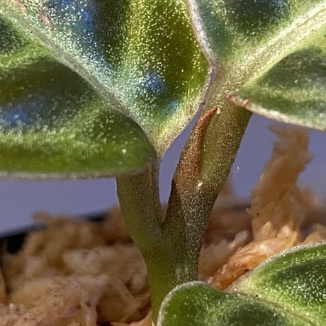 Ardisia sp. "Turtle Back" from Borneo