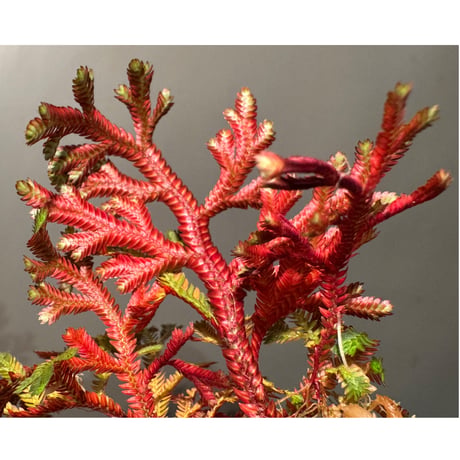 Selaginella erythropus from West Java