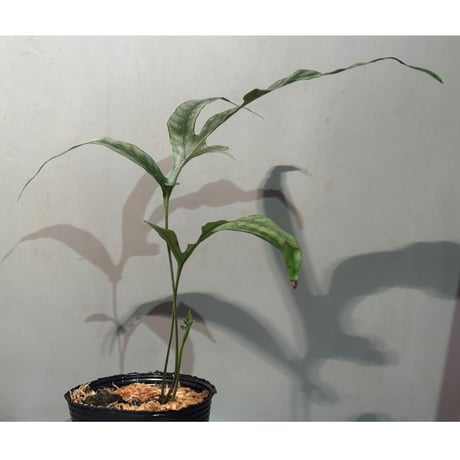 Colysis sp. from Son La Vietnam