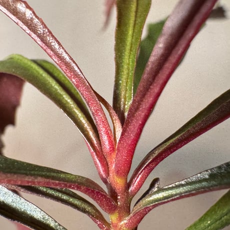Labisia sp. from Jambi Sumatera