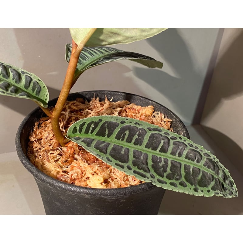 大株) Emblemantha urnulata (Labisia sp.) from Ri