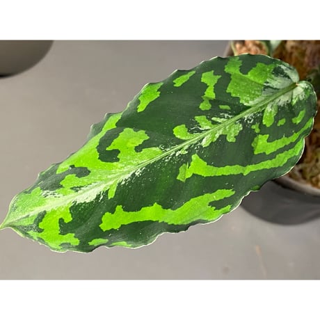 Aglaonema pictum GW1410 from Padang sidempuan [TB]