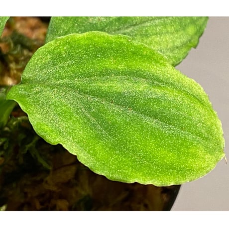 Homalomena sp. (Green) from Solok sumatera [LA0214-3]