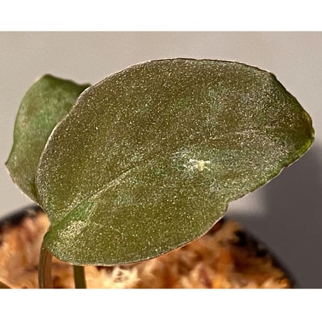 Homalomena sp. from Solok sumatera [LA0616-03]