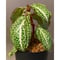 Sonerila sp. \"White dot\"