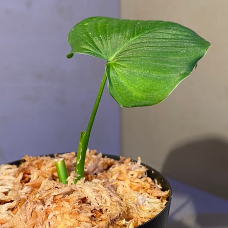 Philodendron fibraecataphyllum