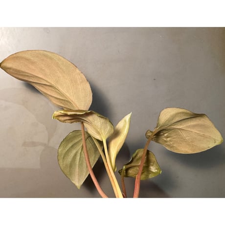 Homalomena sp. "Black Jambu" from Round Purbalingga [カミハタ 2023]