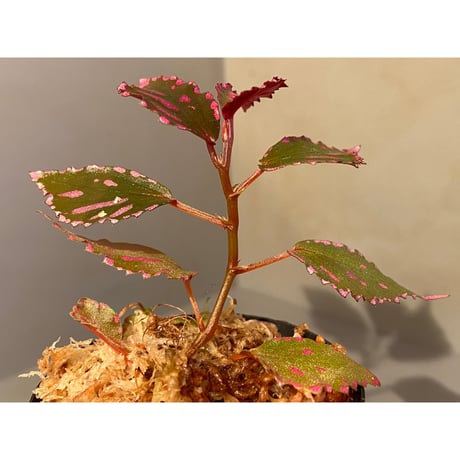 Begonia sp. ぼっち株 from Julau [R1214-01b]