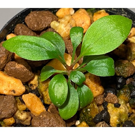 Homalomena sp. from Padang sumatera [LA0117-02]