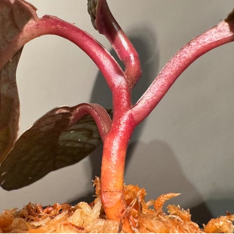 Ardisia sp. ''Snake Skin" from Kapuas hulu West Kalimantan