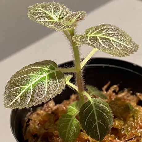 Pearcea hypocyrtiflora from South America