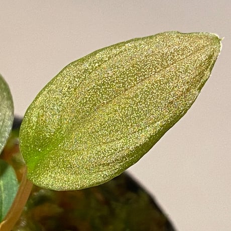 Homalomena sp. Red "Sabah-6" [R0515-03a]