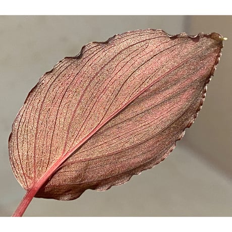 Homalomena sp. "Imperial Japanese Navy" from Resum P.Lingga [AZ0517-11]