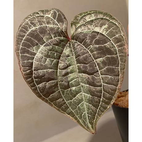Dioscorea dodecaneura (discolor)