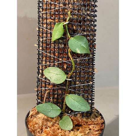 Ficus sp. from Murung raya [LA0515-05]