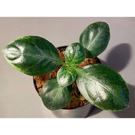 Gymnostachyum sp. from Aceh sumatera [LA1116-02]