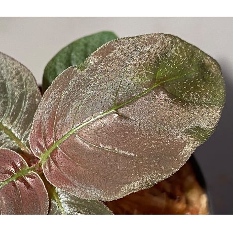 Ophiorrhiza sp. from Papua Barat[LA0319-01]